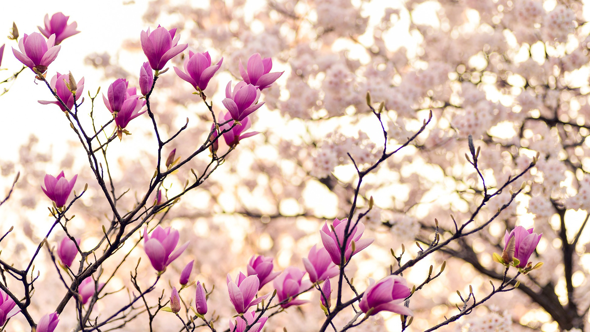 Magnolian kukkia puussa