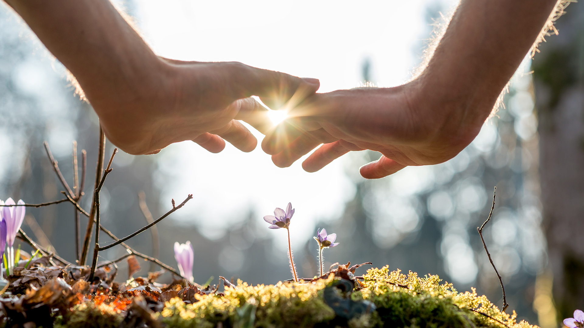 Hands over the moss with a flower