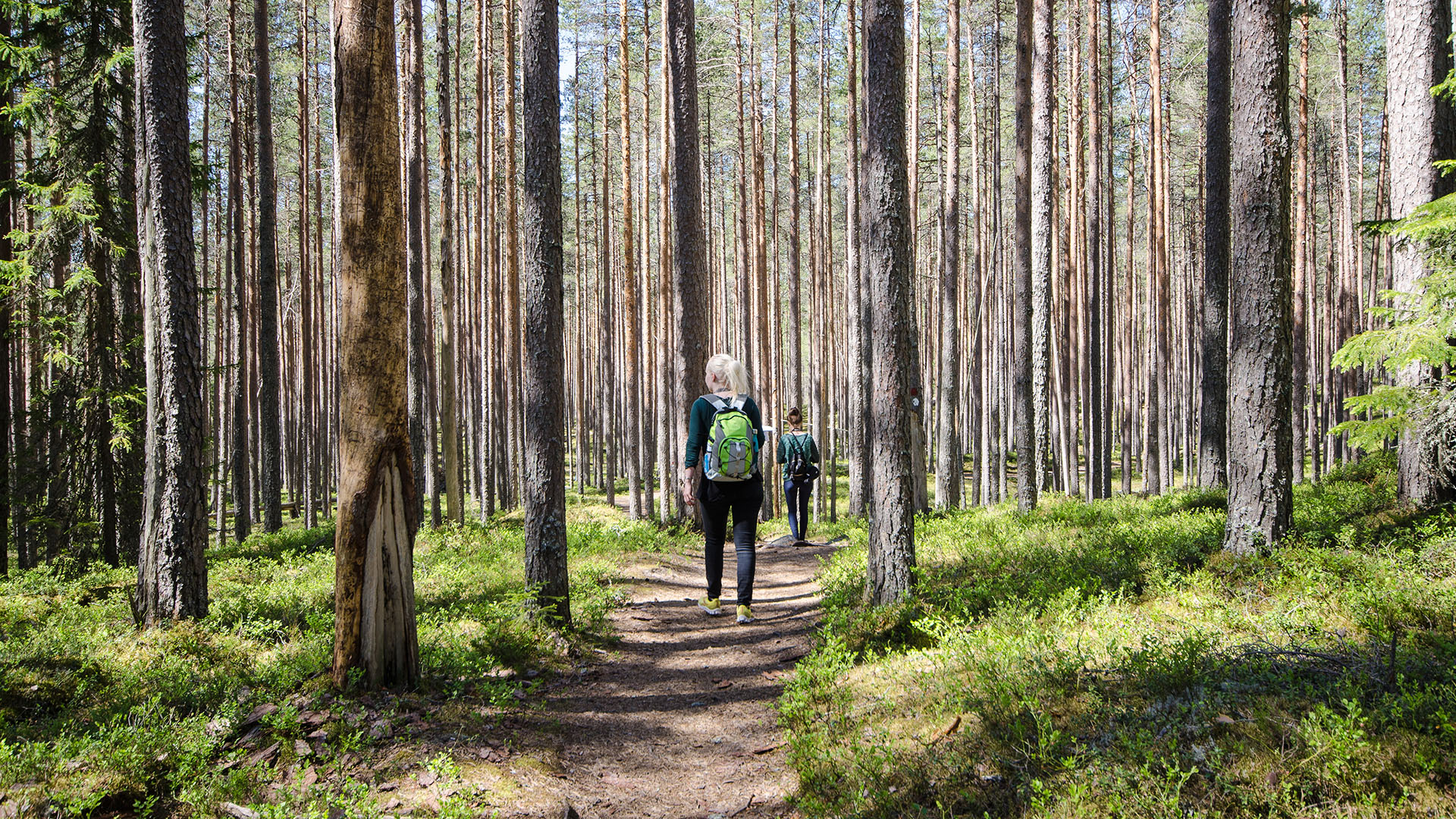 Two hikers in Pyhä-Häkki national park