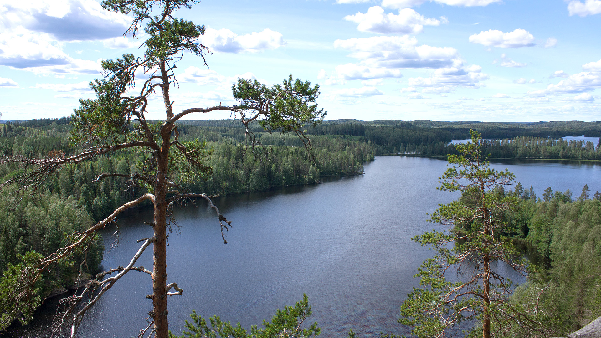 Hill landscape with pines, forests and a lake.