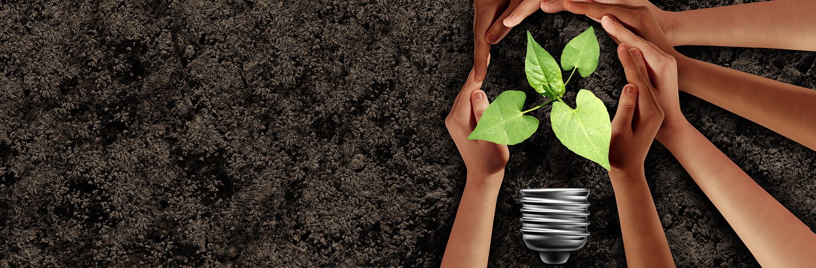 Lamppu mullassa käsien ympäröimänä