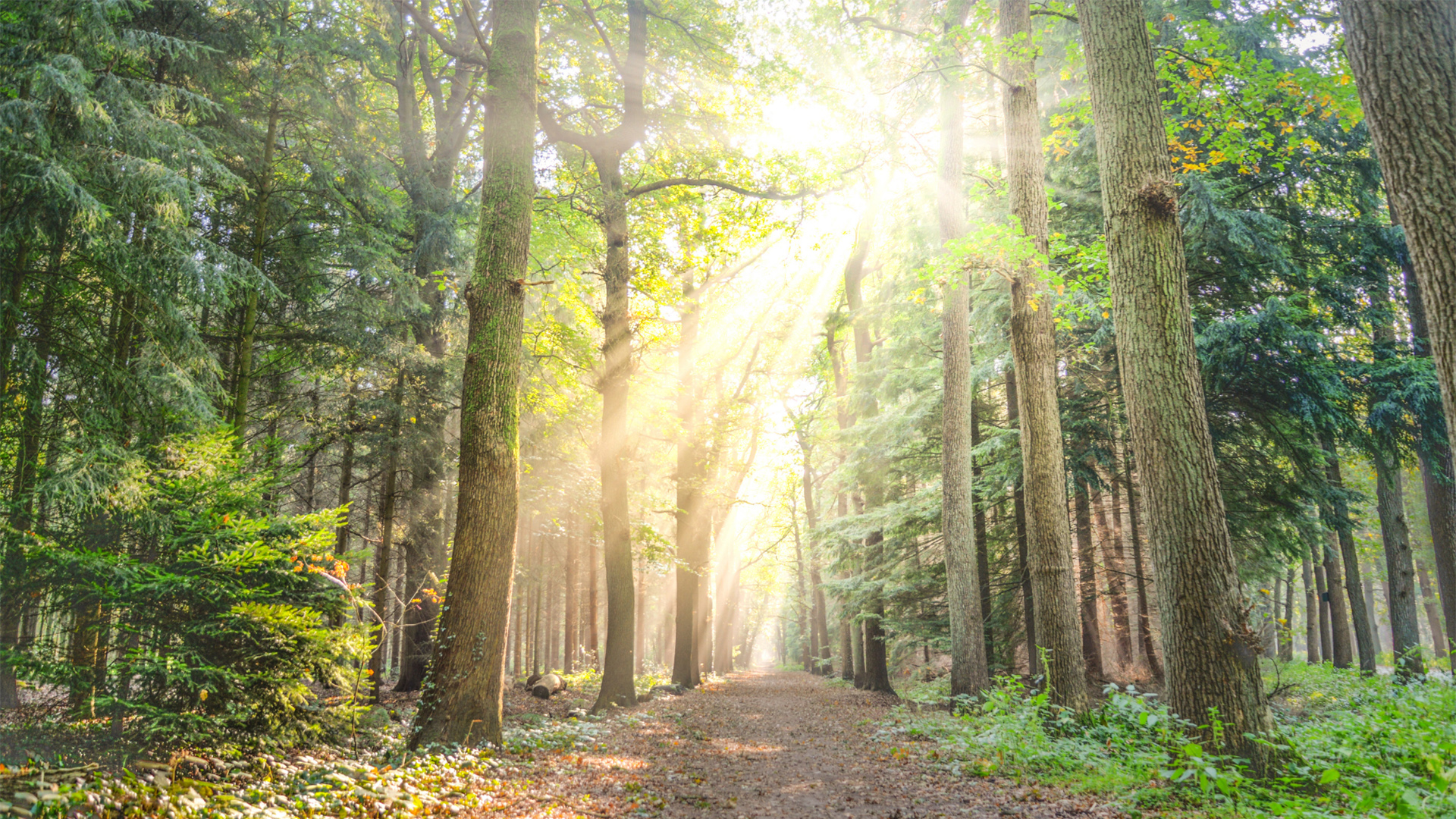 Metsätie johon paistaa aurinko puiden välistä