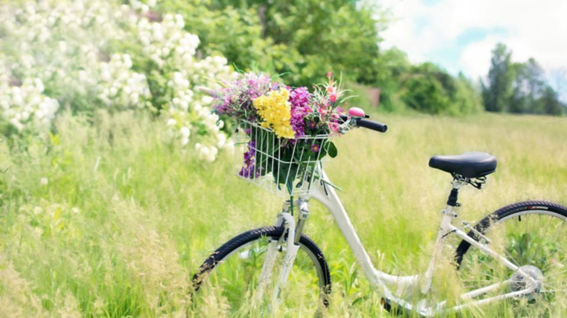 polkupyörä kukkaniityllä
