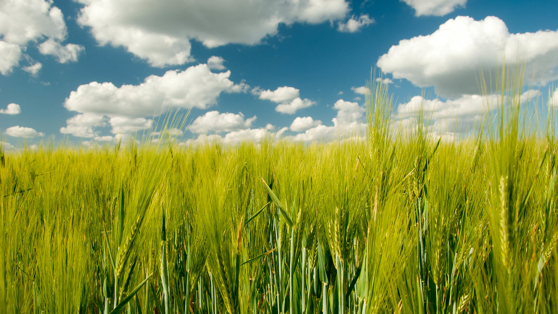 Kesäinen viljapelto poutapäivänä