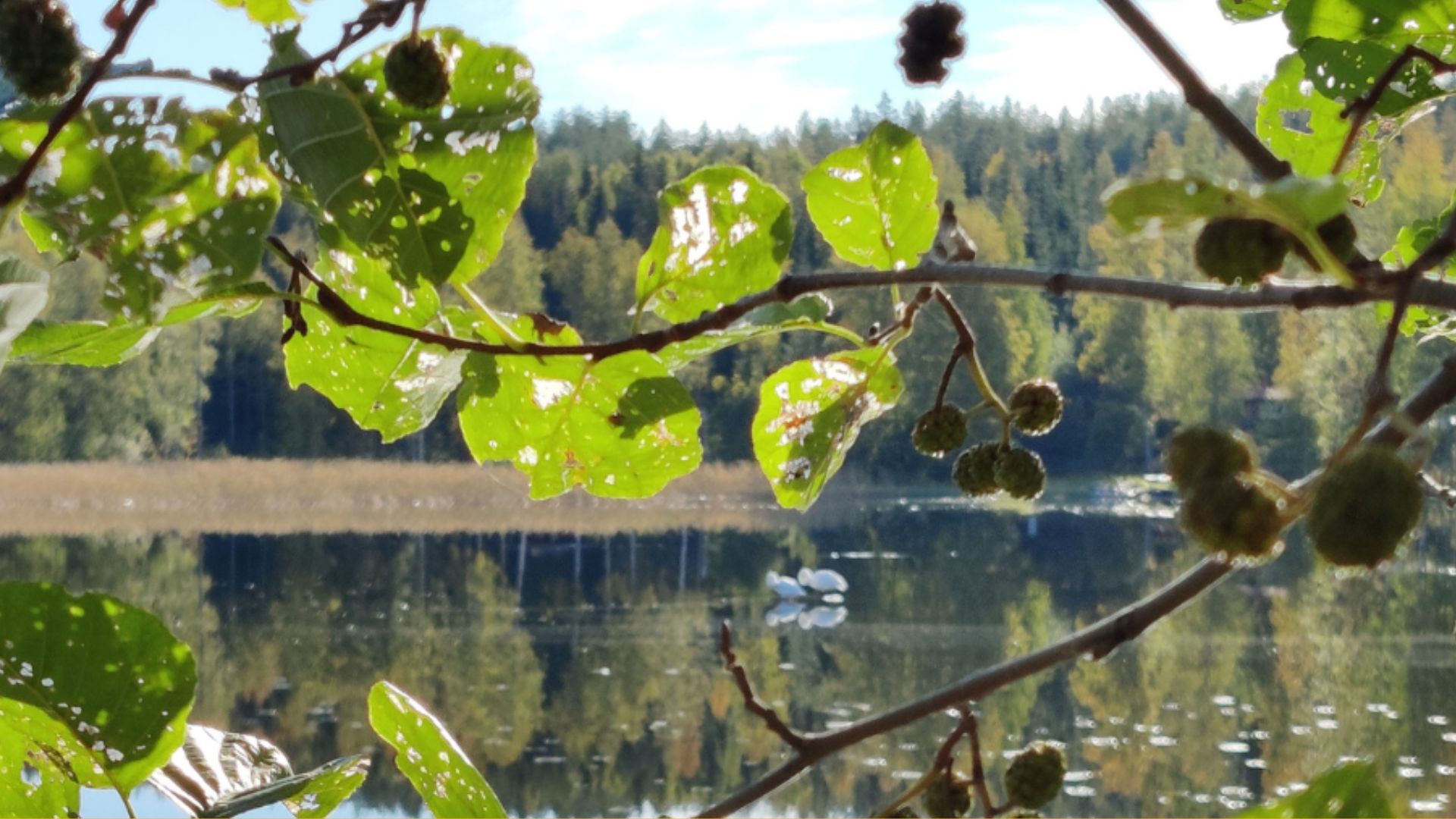 Järvimaisema ja etualalla puiden oksia.