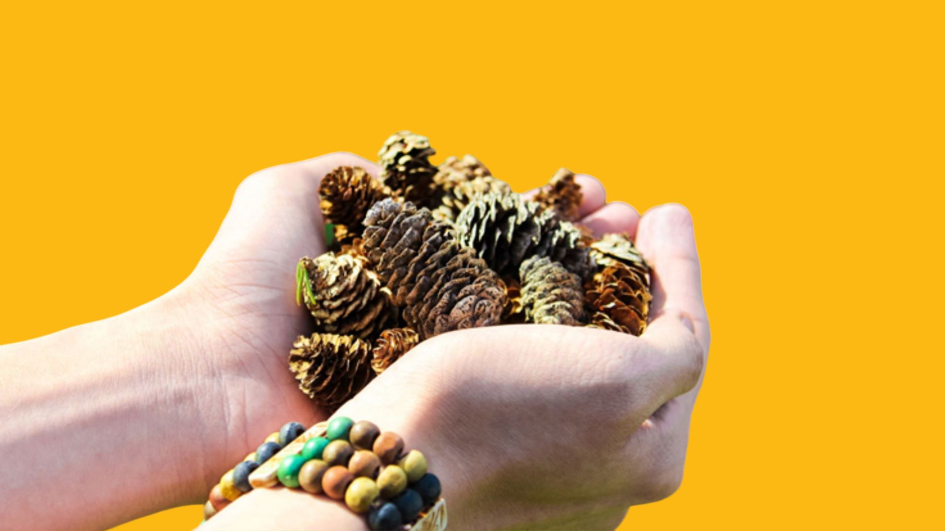 Kädet pitelevät kourallista käpyjä.