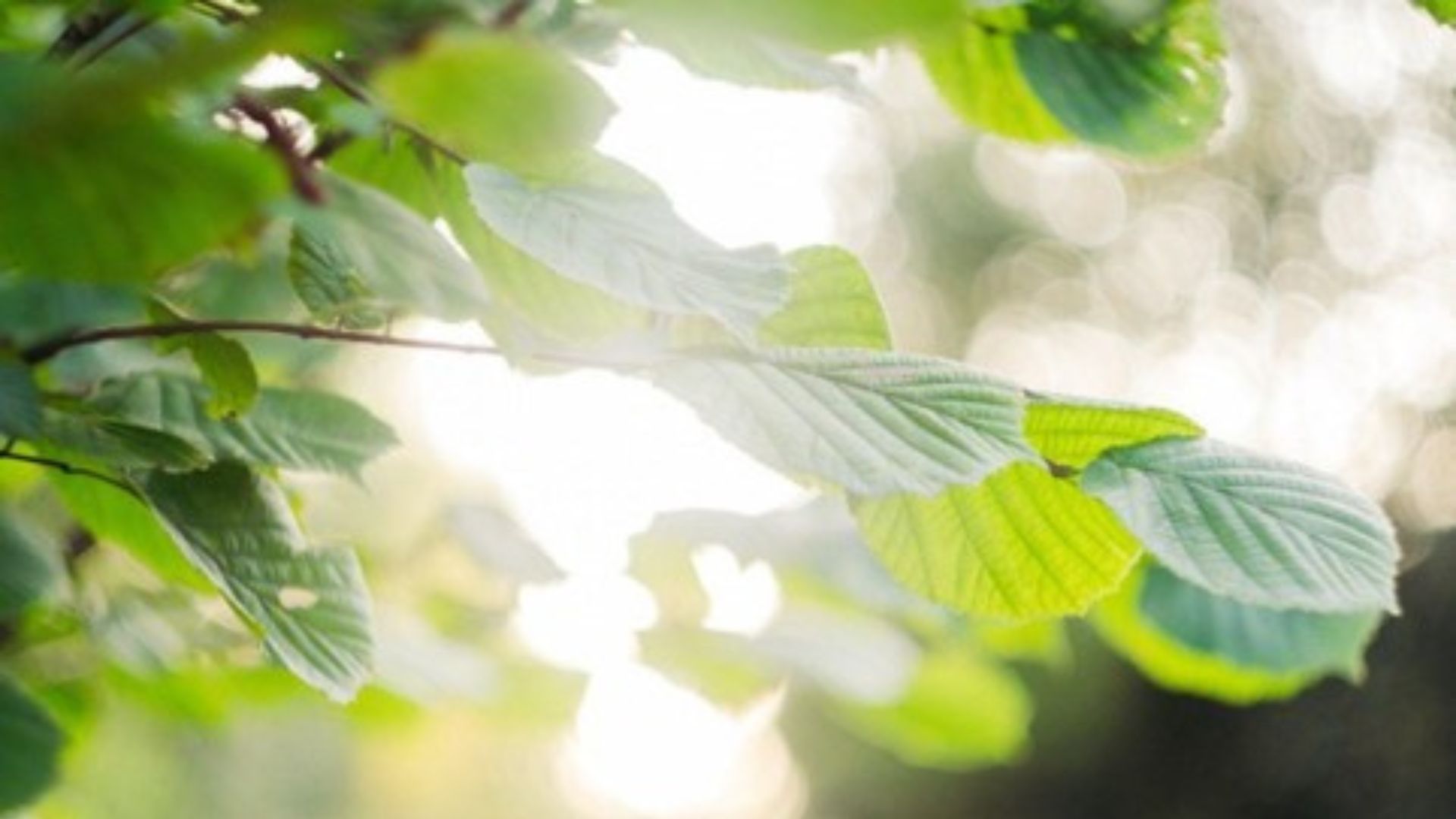 Puiden oksia auringon valoa vasten.