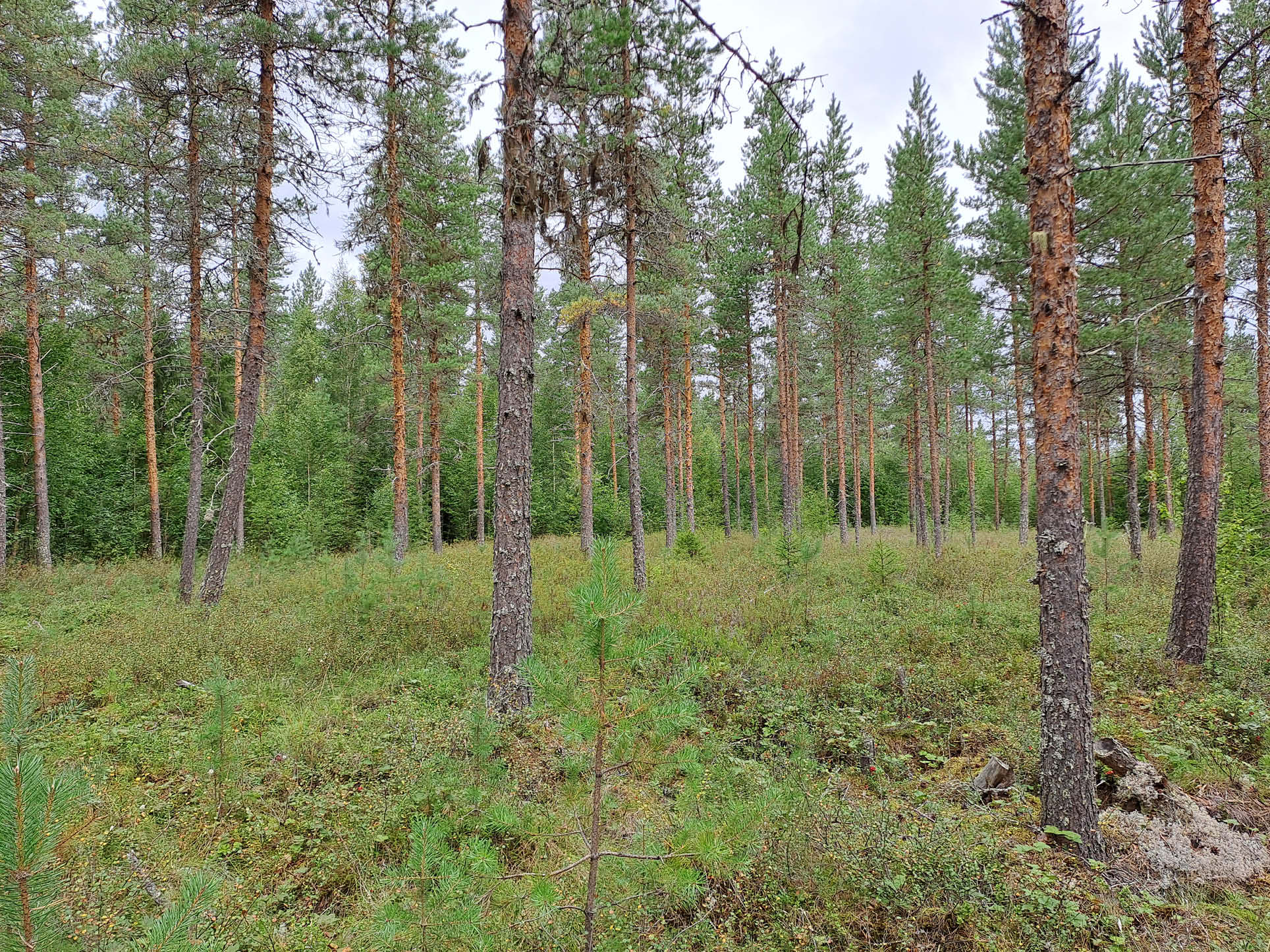 Täsmäsuo pääkuva