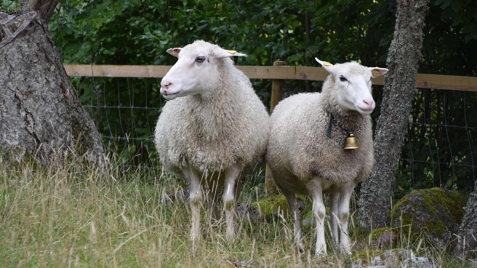Kaksi lammasta seisoo laitumella