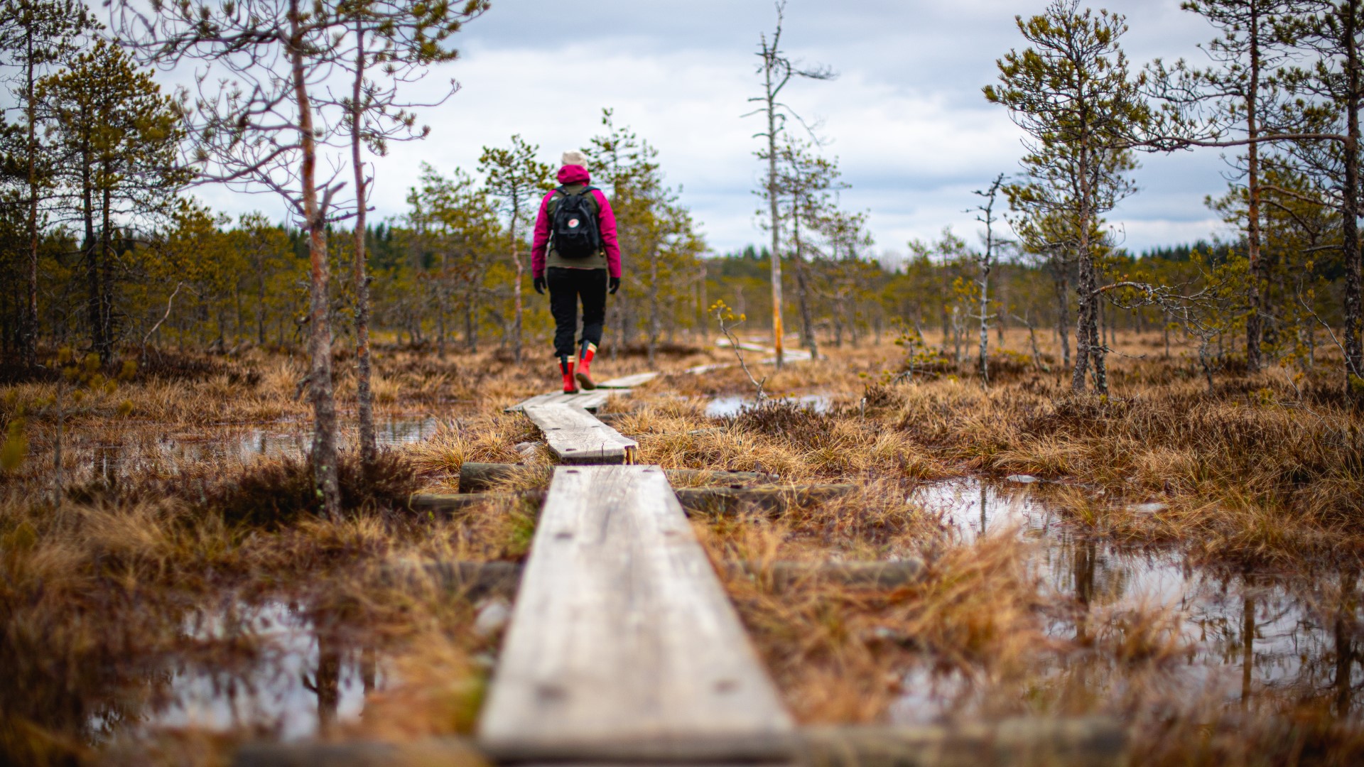 Woman walking on duckboards in a Nordic swamp