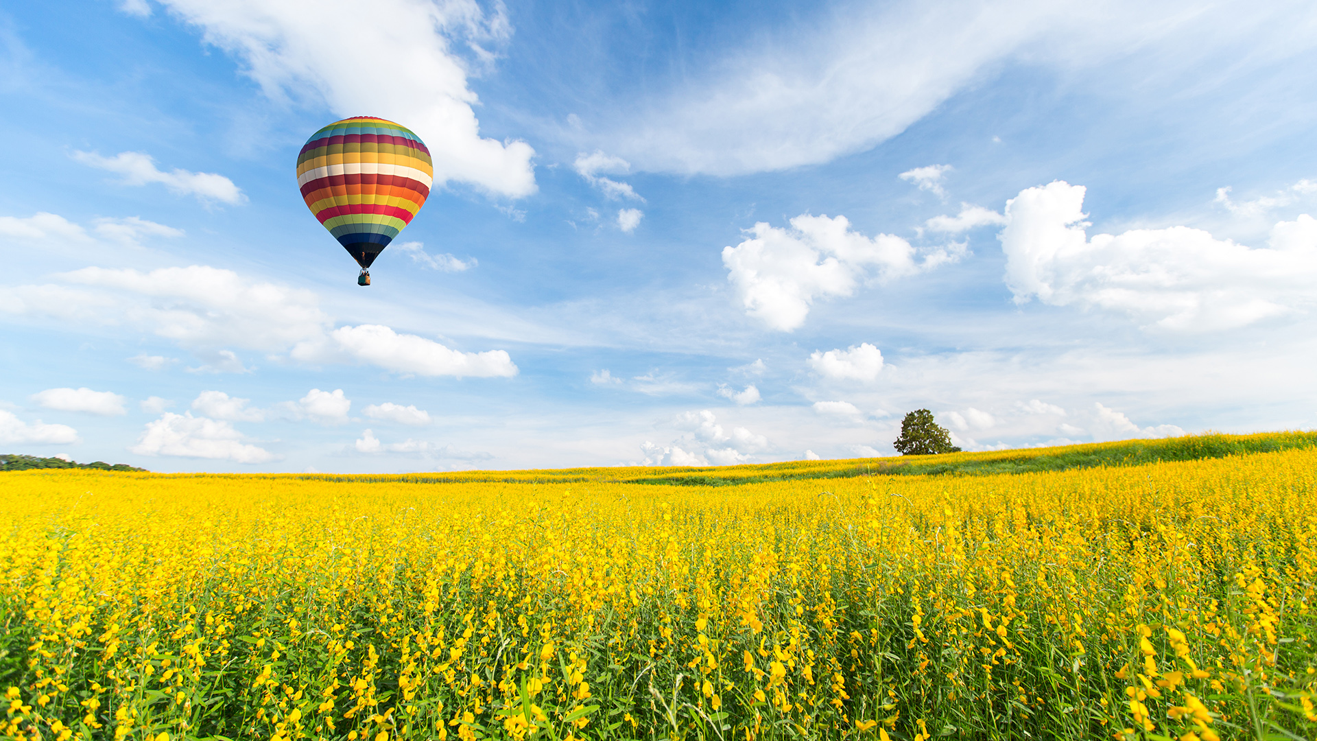 A field and a hot air balloon in the sky