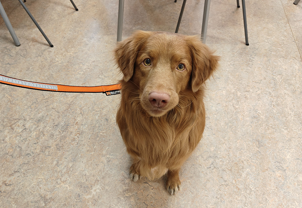 Vaalea koira, novascotiannoutaja Nova lähikuvassa