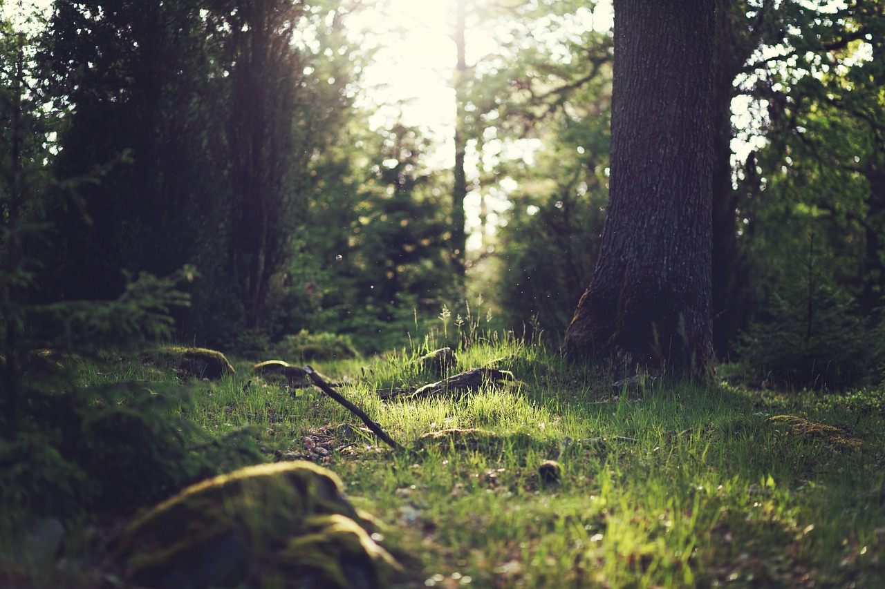 metsämaisema
