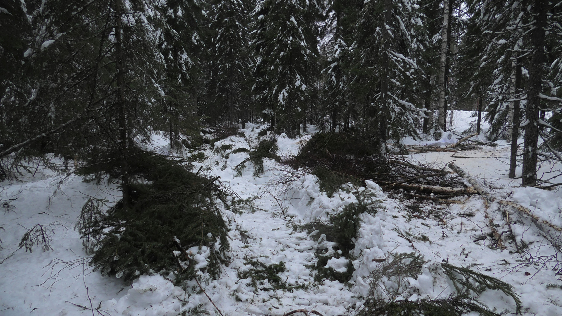 Hakkuujälki