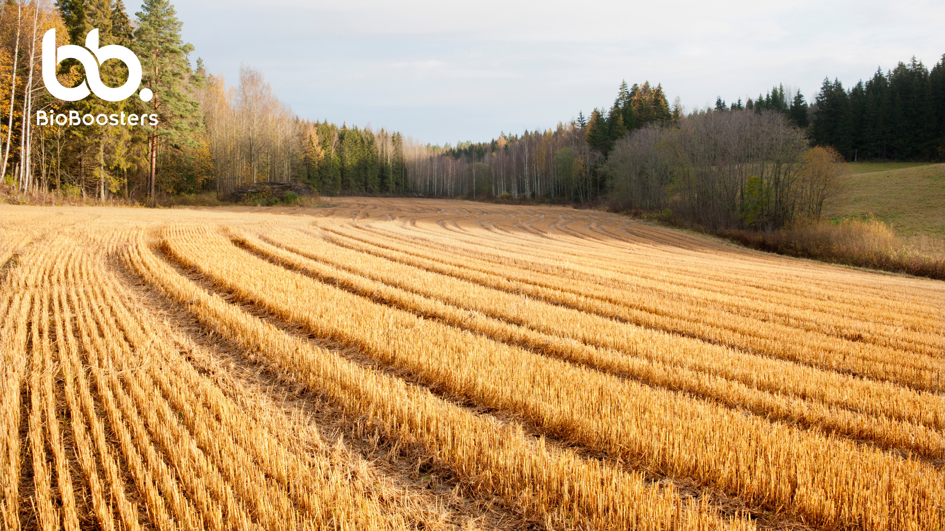 Sänkipelto ja puita