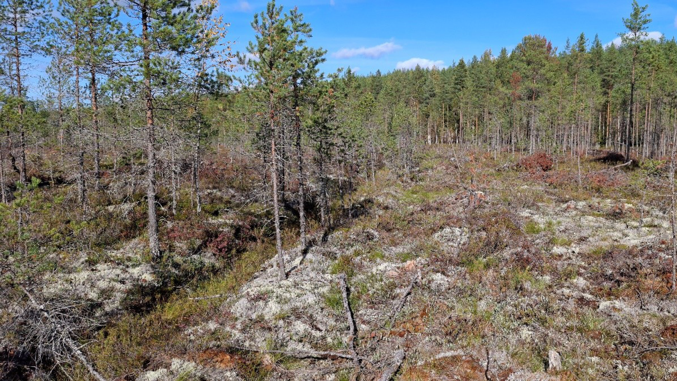 Täsmäsuo havaintokohde aktiivinen ennallistaminen kohteen kasvillisuus