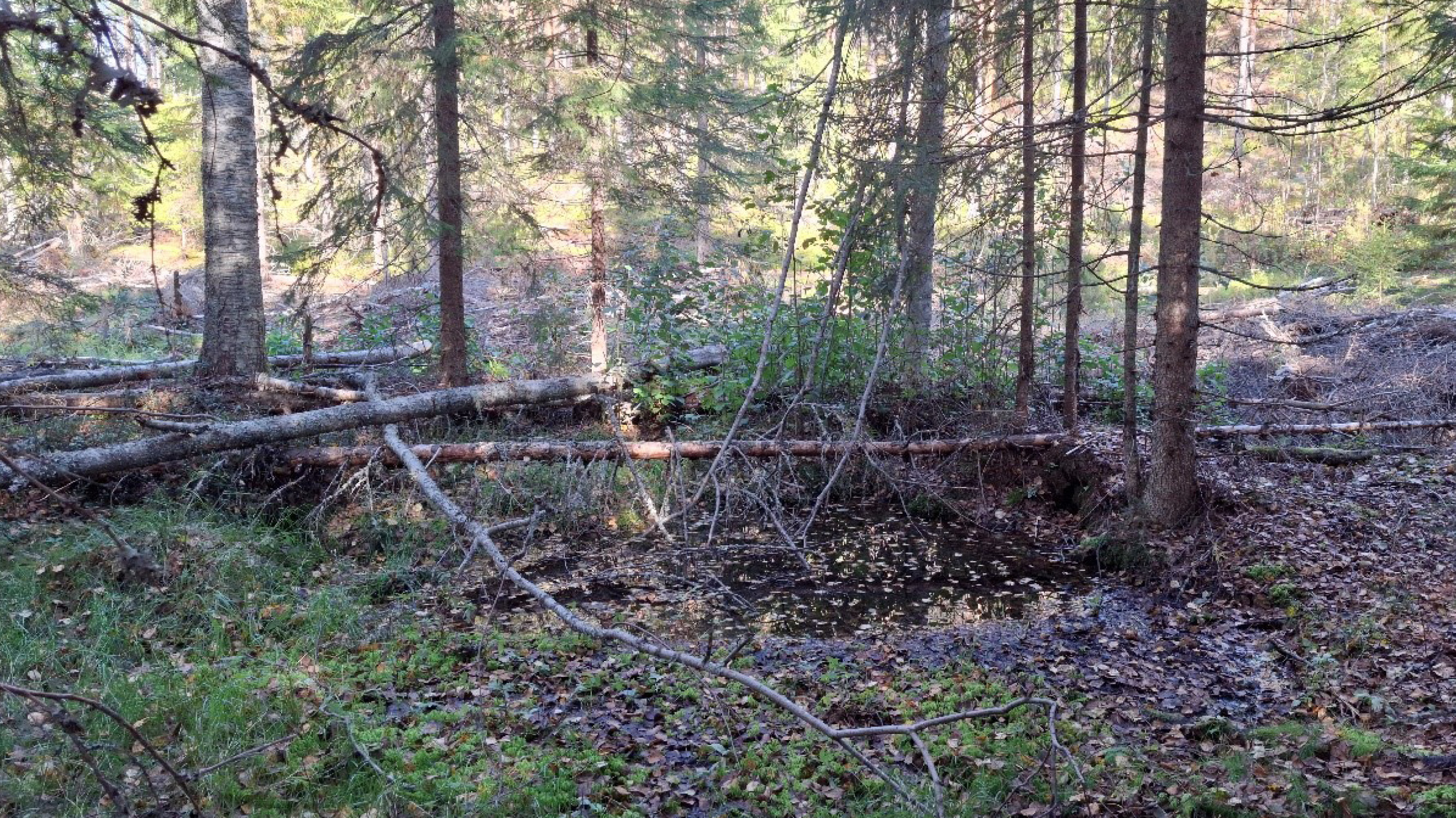 Täsmäsuo havaintokohde aktiivinen ennallistaminen lähteen saattaminen luonnontilaiseksi