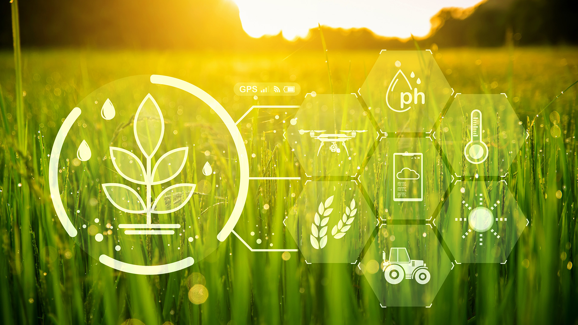 Sunny field with digitalization icons