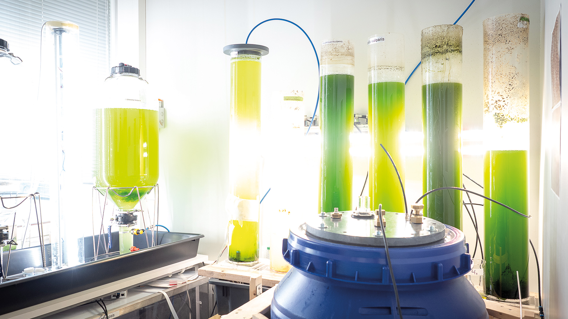 Vihreitä valaistuja mikroleviä kasvamassa astioissa Jamkin laboratoriossa