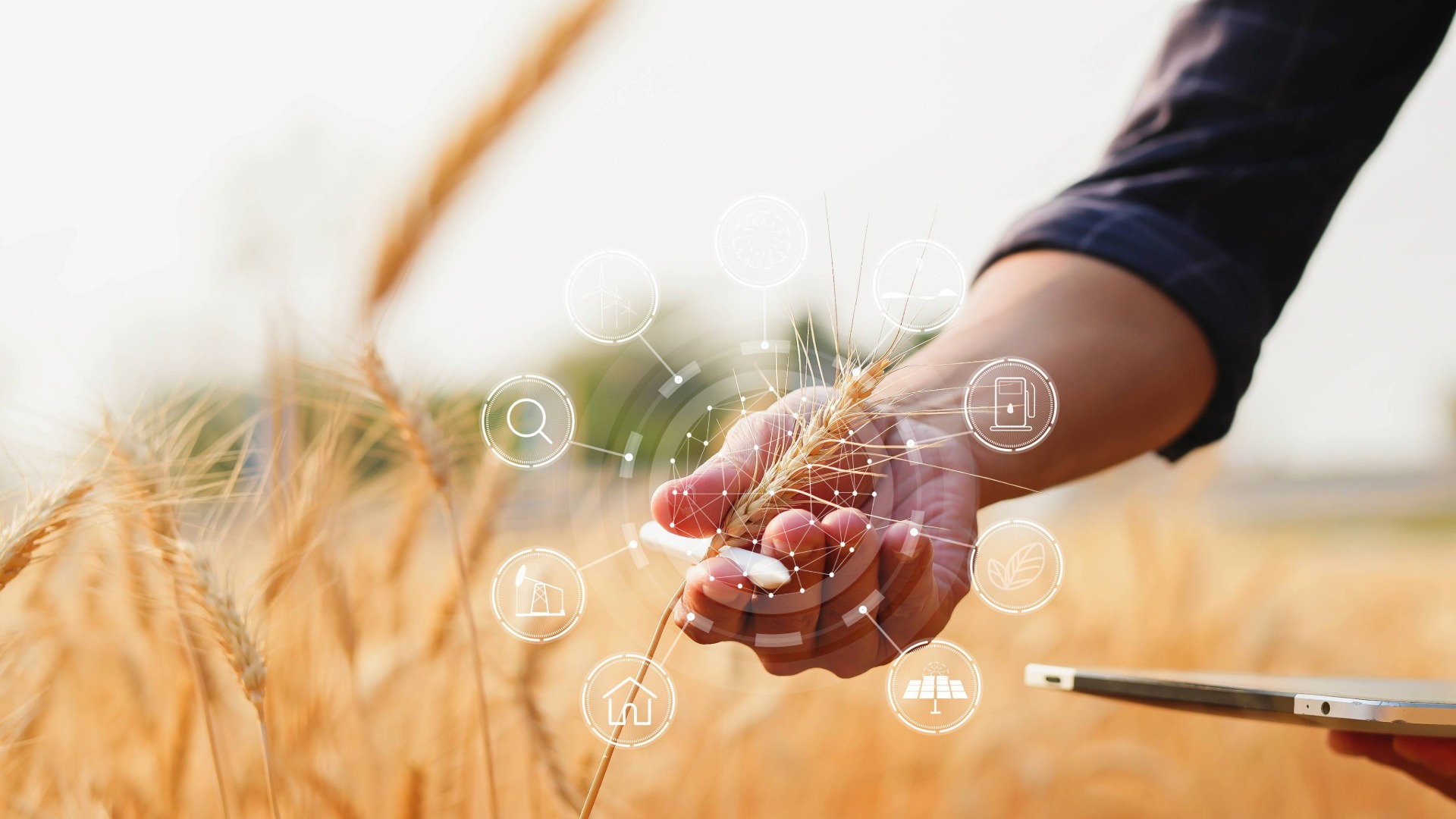 Ihminen on työskentelemässä pellolla ja hänellä, on kädessään tabletti.