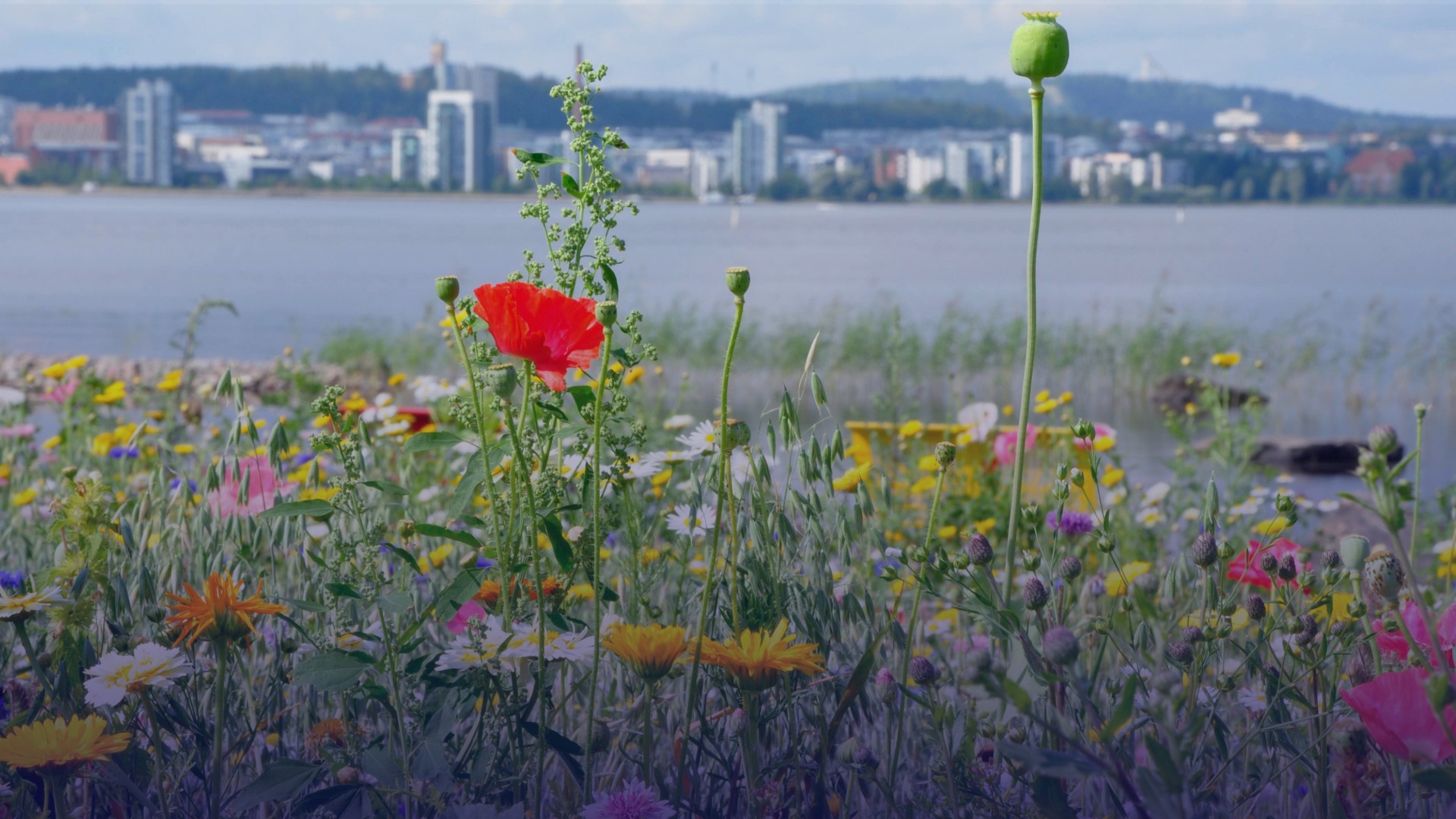 Jyväsjärvi, Jyväskylä