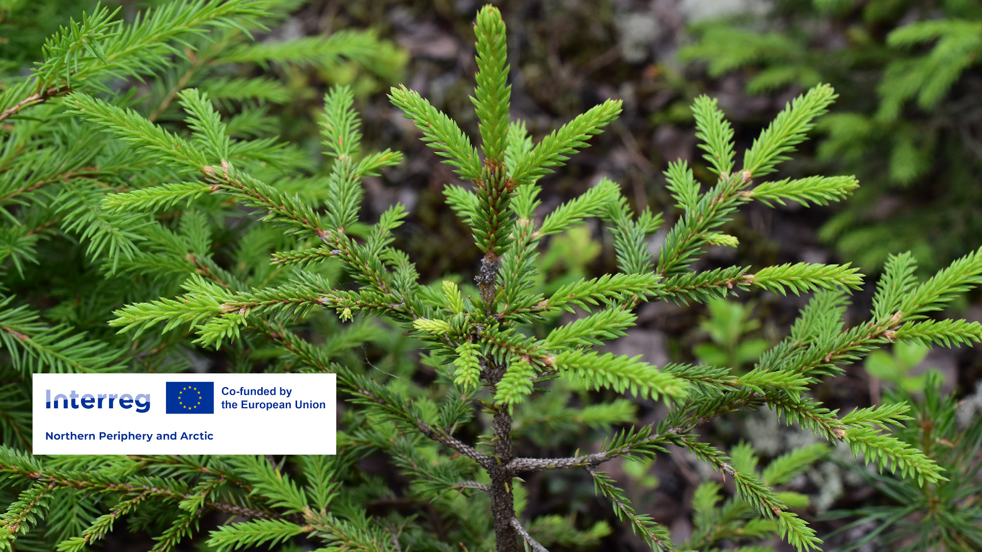 Spruce seedling with NPA logo