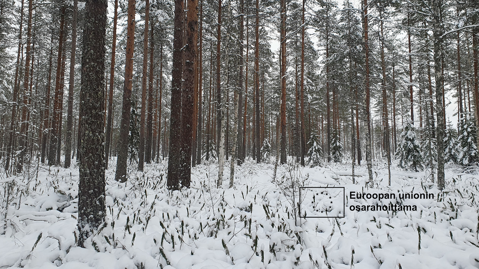 talvinen metsä EU osarahoittama logolla