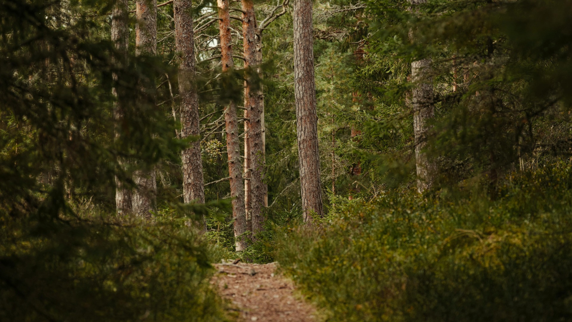 Kesäinen metsämaisema, jonka keskellä kulkee polku.