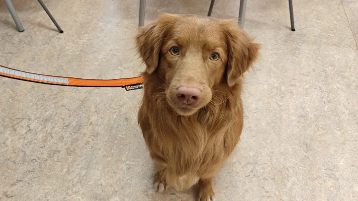 Vaalea koira, novascotiannoutaja Nova lähikuvassa