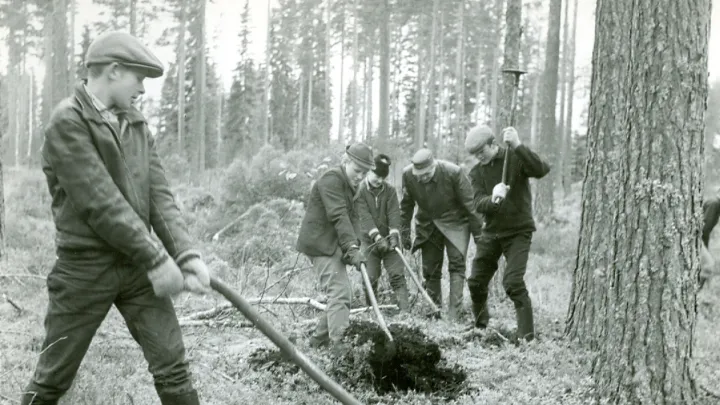 Havaintokohde pienaukkohakkuu kuokkalaikutus