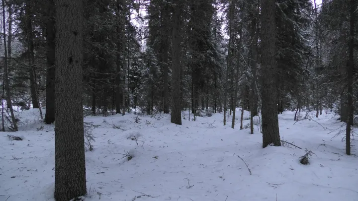 Havaintokohde pienaukkohakkuu reunapuusto