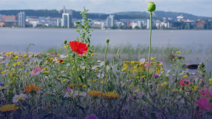 Jyväsjärvi, Jyväskylä