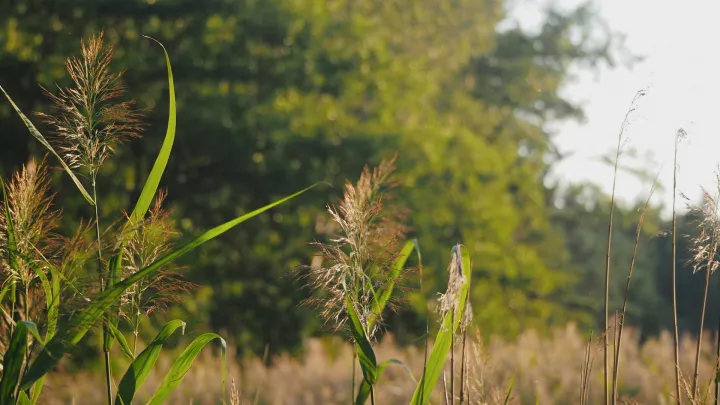 Kesäinen pelto- ja metsämaisema.